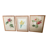 Trio of ancient botanical posters