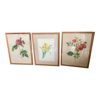 Trio of ancient botanical posters