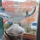Coupe sur pied en verre Crescendo des années 70