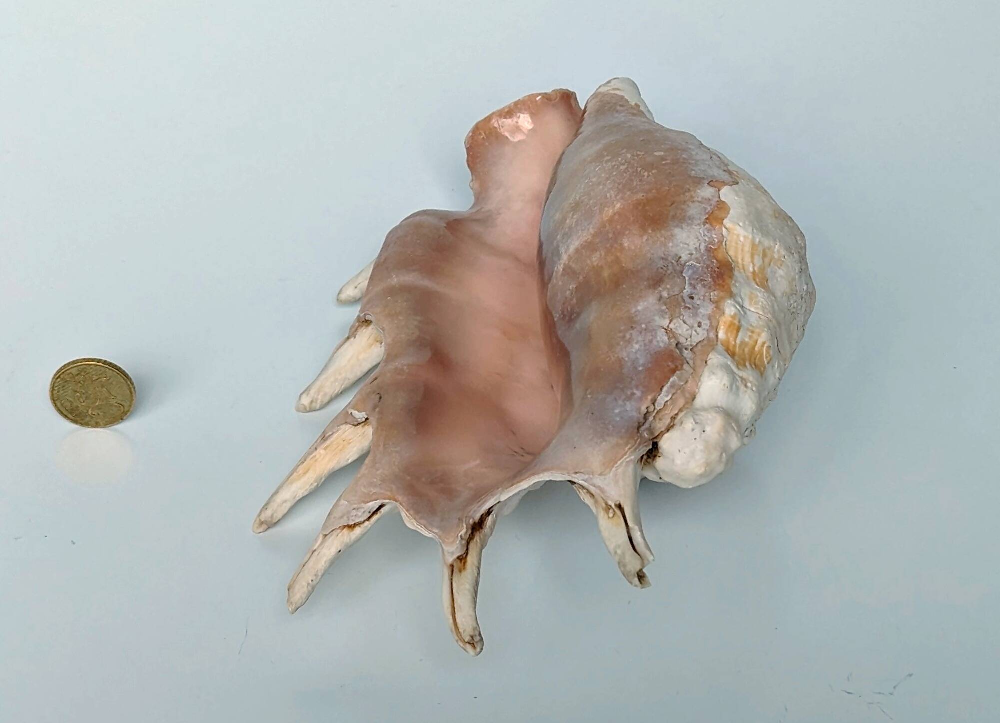 Large pink shell - Large Lambis - Strombidae - Lambis Truncata with 7 digitizations