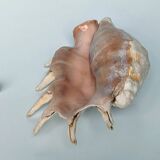 Large pink shell - Large Lambis - Strombidae - Lambis Truncata with 7 digitizations