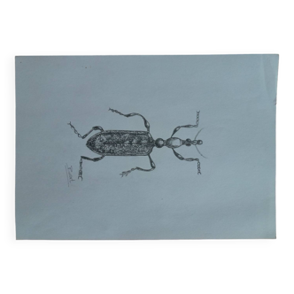 Illustration insecte
