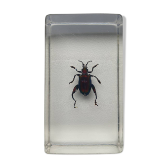 Insecte inclusion résine 

 sagrine scarabee grenouille du laos

curiosité - n°8