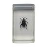 Insecte inclusion résine 

 sagrine scarabee grenouille du laos

curiosité - n°8