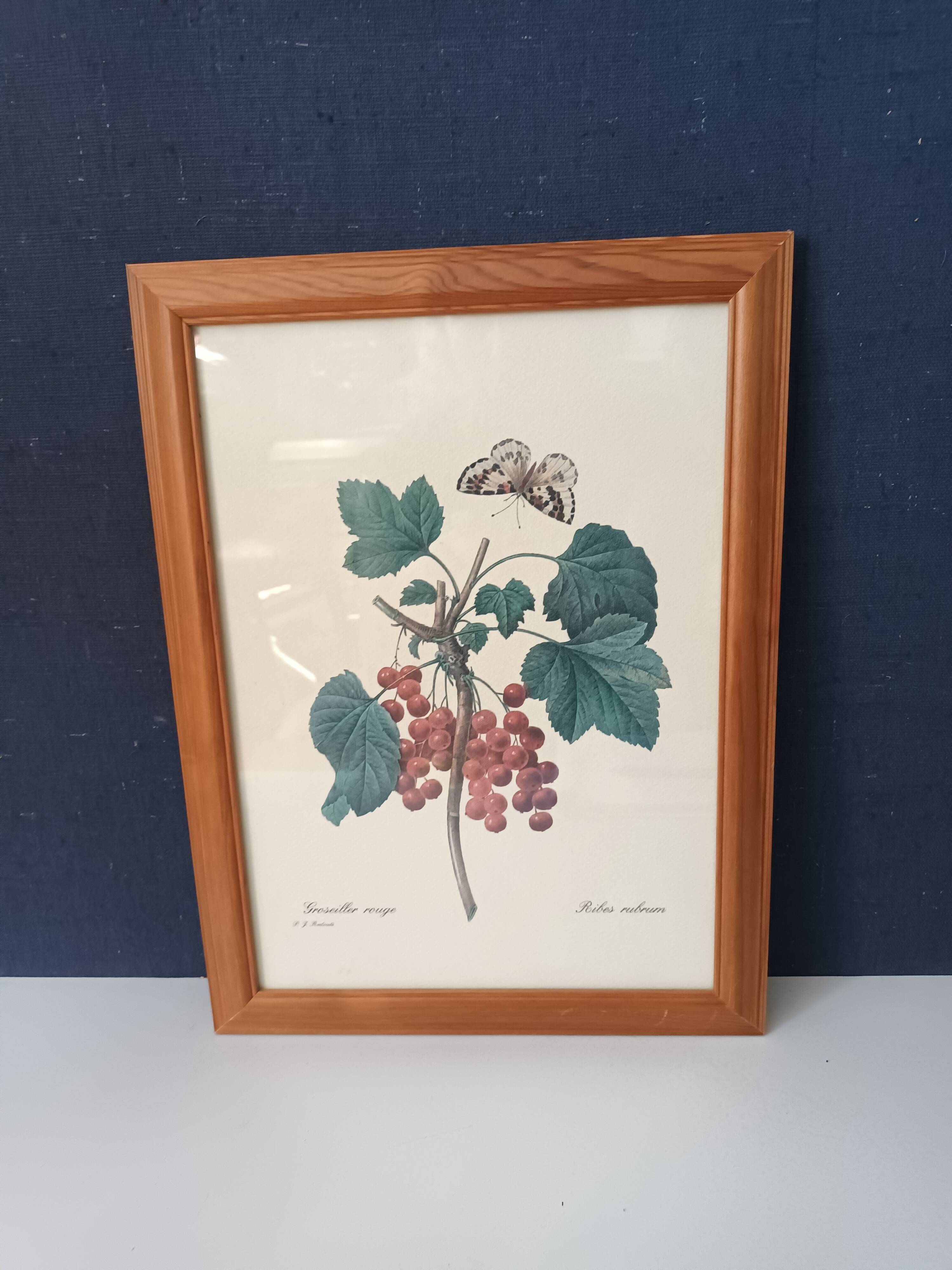 Botanical lithograph red groseiller