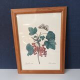 Botanical lithograph red groseiller
