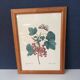 Botanical lithograph red groseiller
