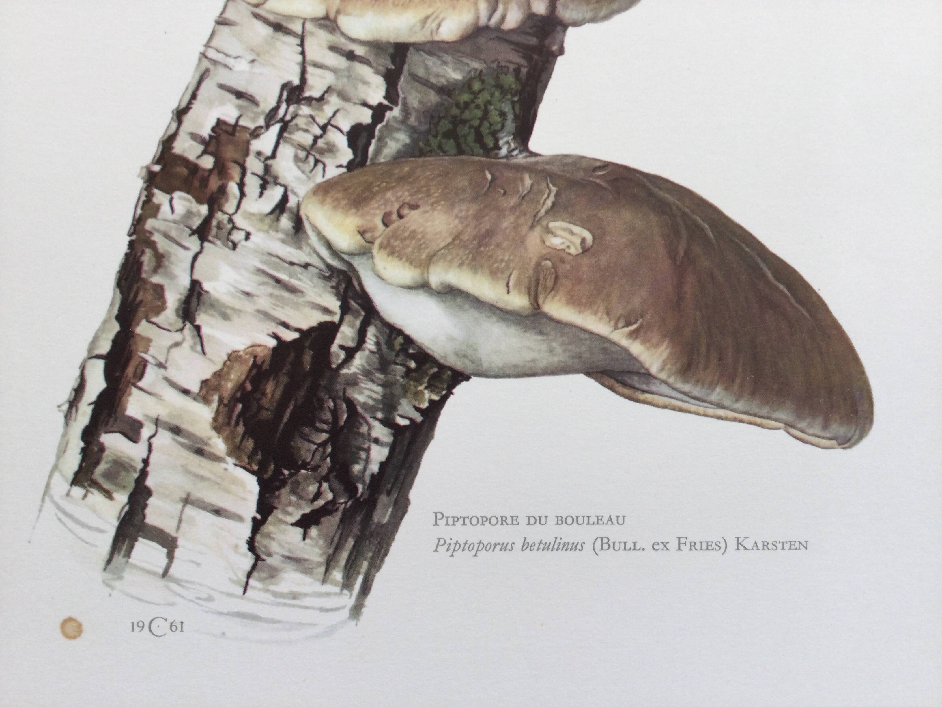Botanical illustration Polypore Mushrooms Vintage print from the 60s.