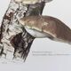 Illustration botanique Champignons  Polypore Impression vintage des années 60.