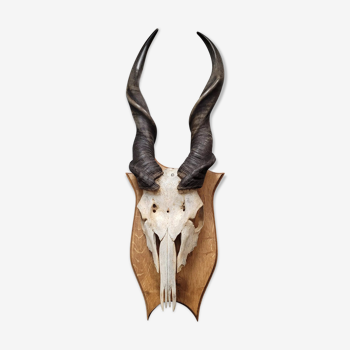 Derby Trophy or Eland Massacre