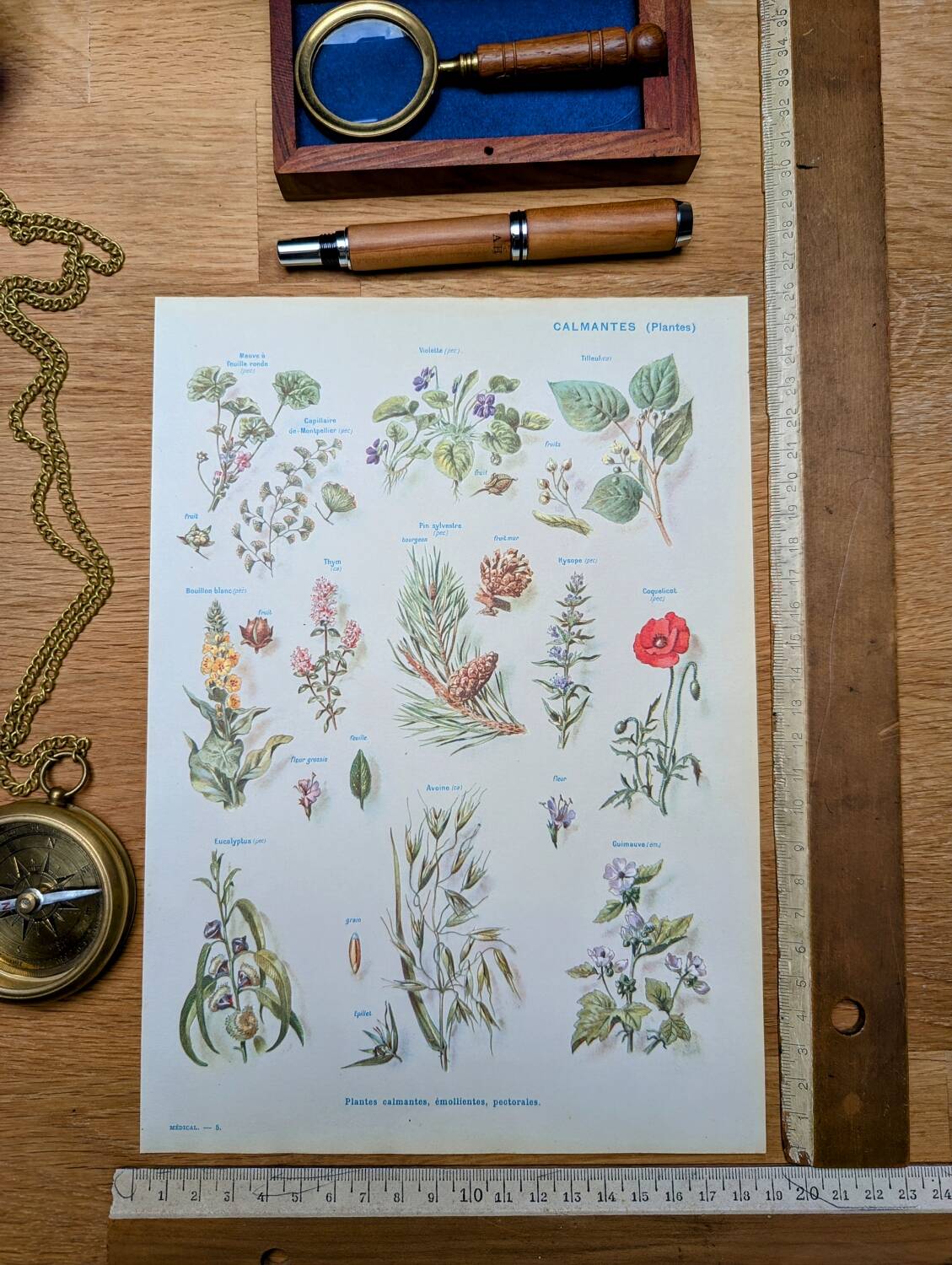 Printed in 1954, calming plants.