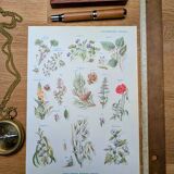 Printed in 1954, calming plants.