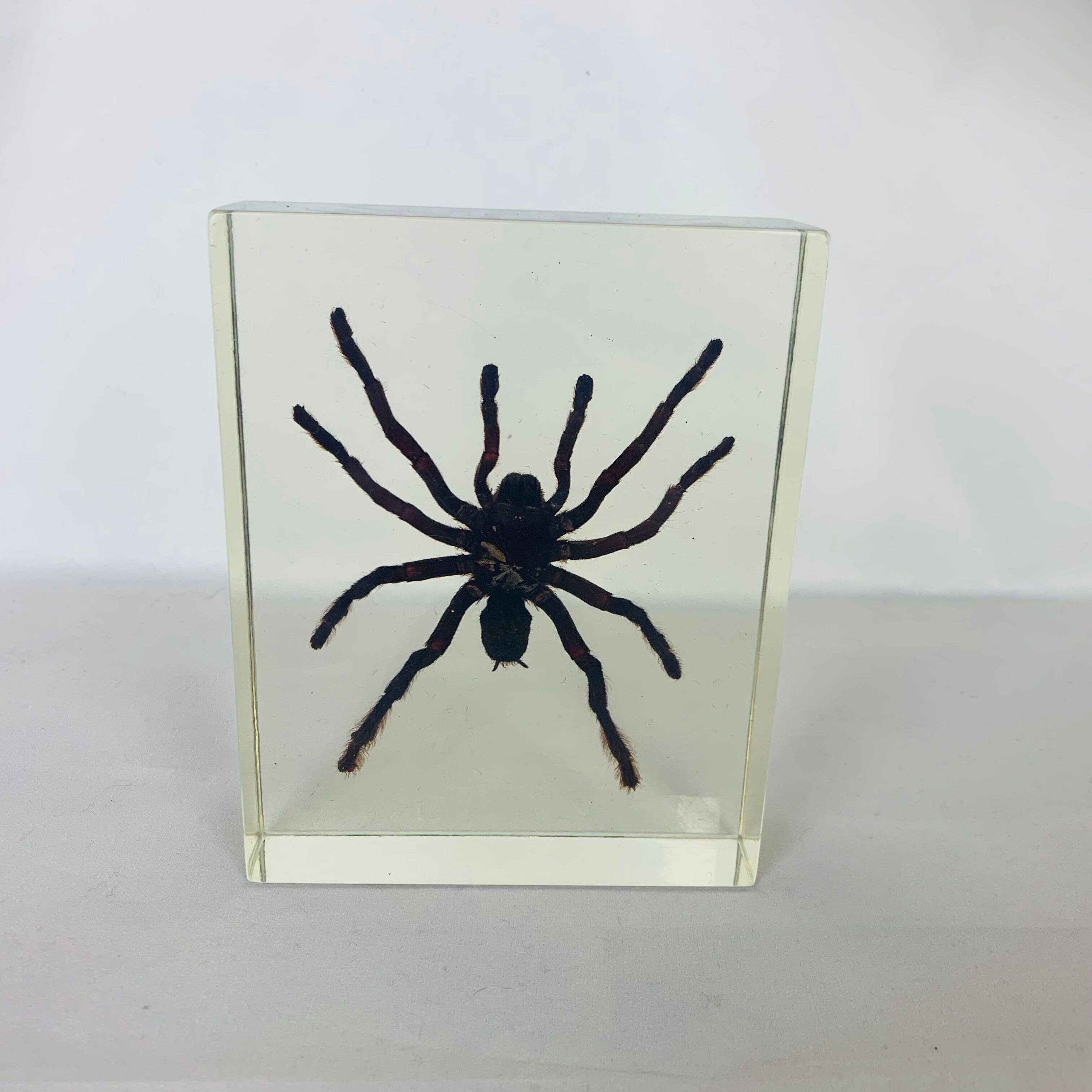 Spider tarantula resin insect object of curiosity