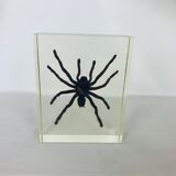 Spider tarantula resin insect object of curiosity