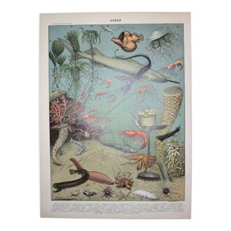 Engraving deep ocean and abyss, fauna original lithograph from 1898