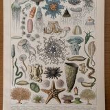 Reserved Marine - Set of 3 lithographs on the marine world XX