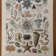 Reserved Marine - Set of 3 lithographs on the marine world XX