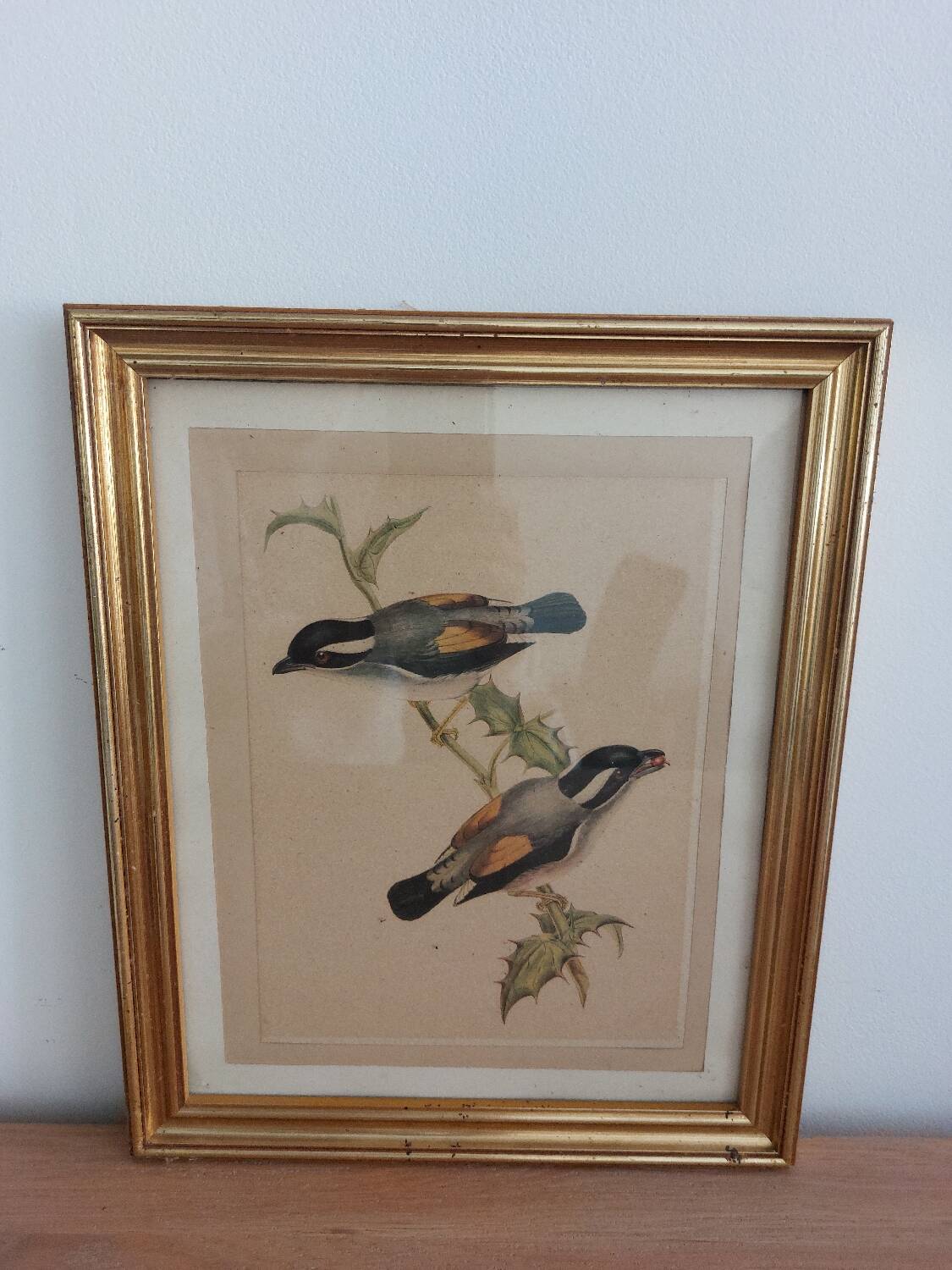 Vintage illustration Birds