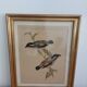 Vintage illustration Birds