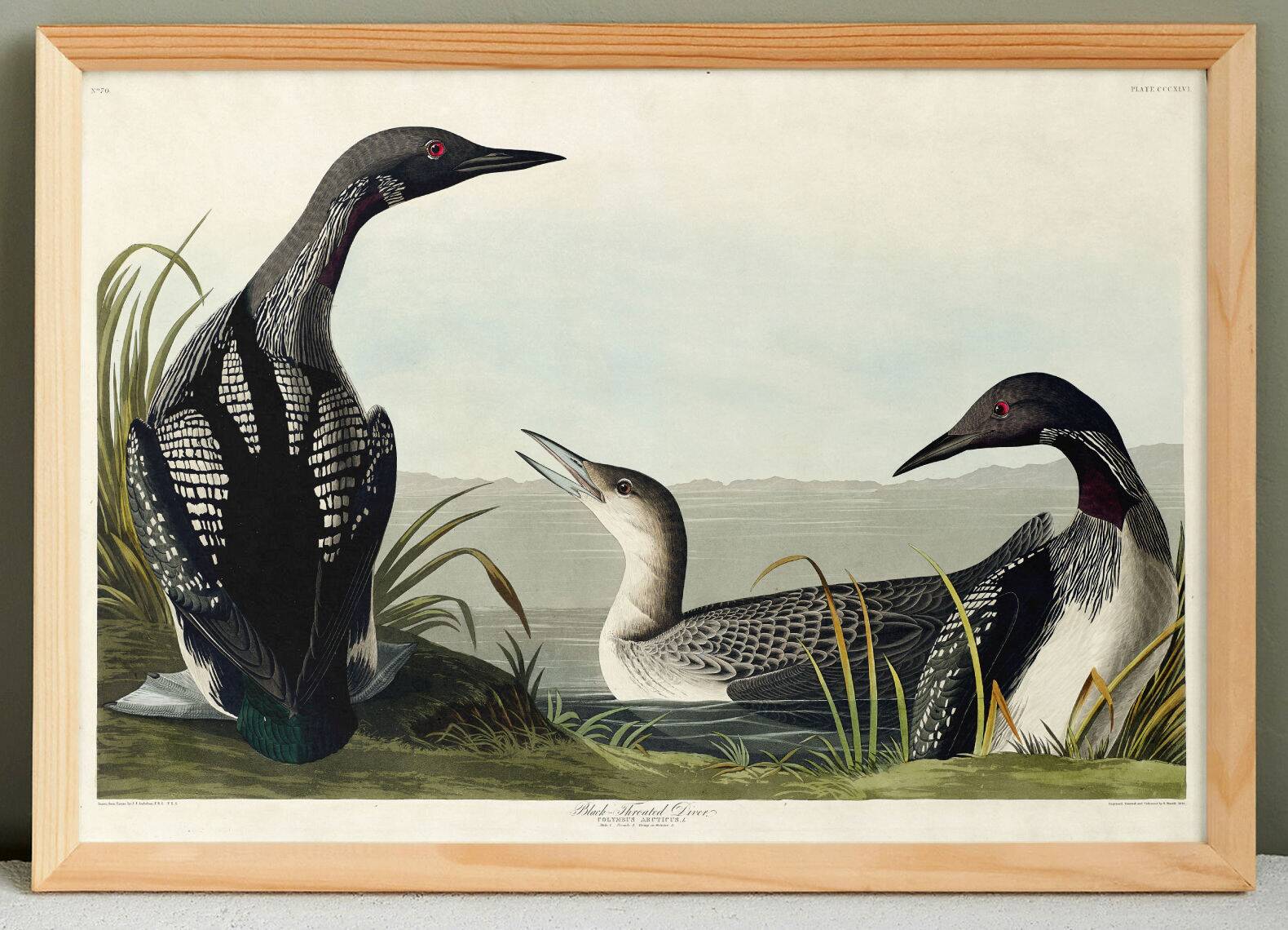 Poster about the Imbrin Diver, based on an old engraving from 1827.