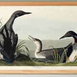 Poster about the Imbrin Diver, based on an old engraving from 1827.