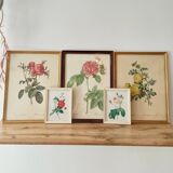 Two litho rose Redouté
