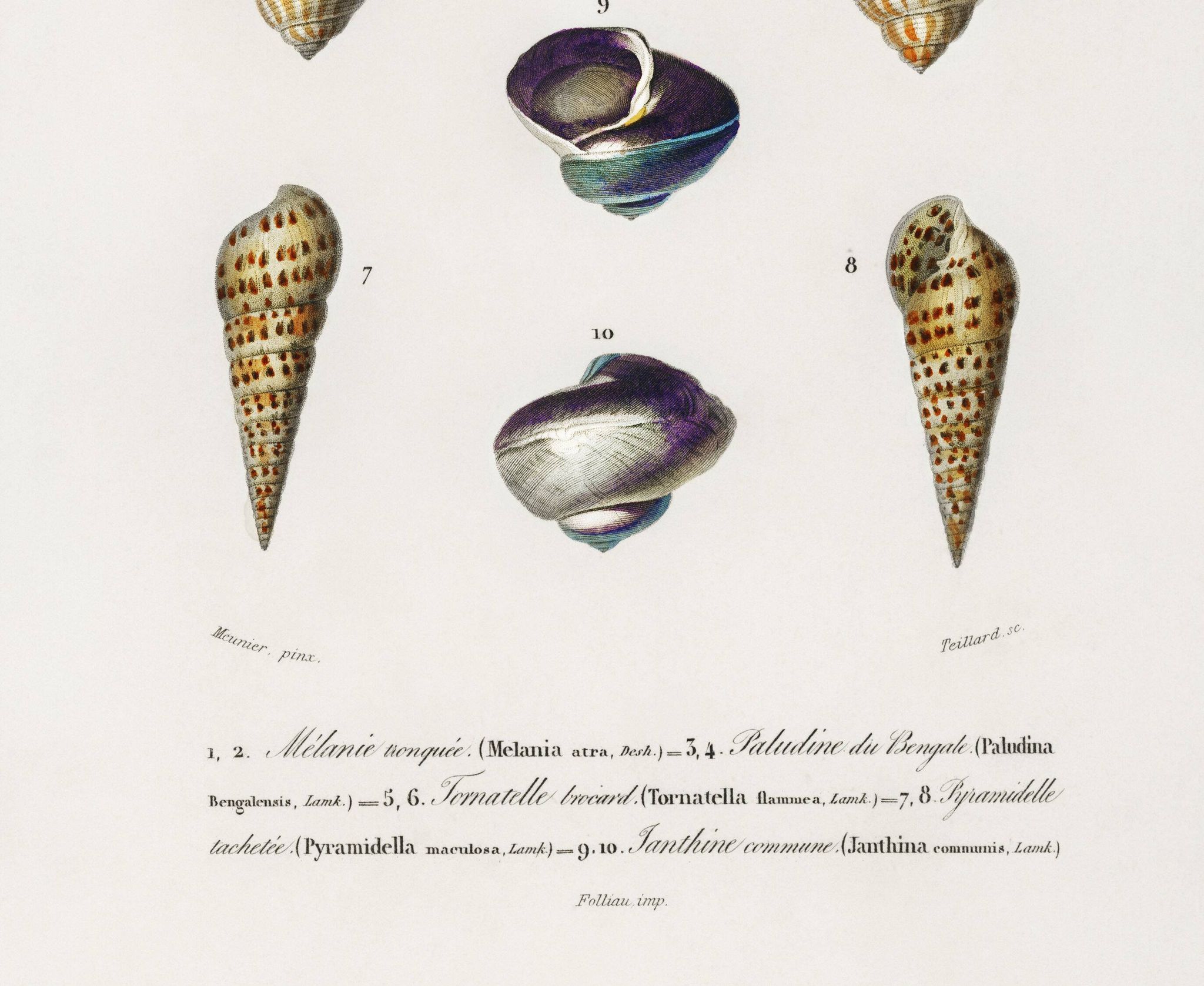 Poster about seashells and marine mollusks, based on an engraving