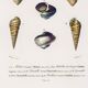 Poster about seashells and marine mollusks, based on an engraving