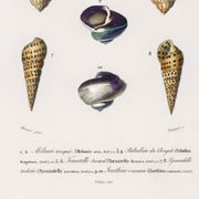 Poster about seashells and marine mollusks, based on an engraving