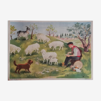 Affiche scolaire vintage Les moutons