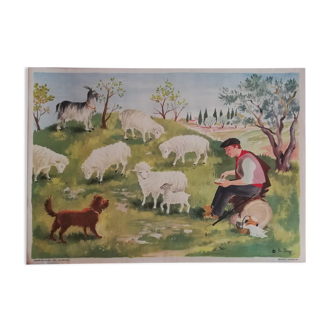 Affiche scolaire vintage Les moutons