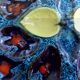 Vallauris Majolica vintage oyster service