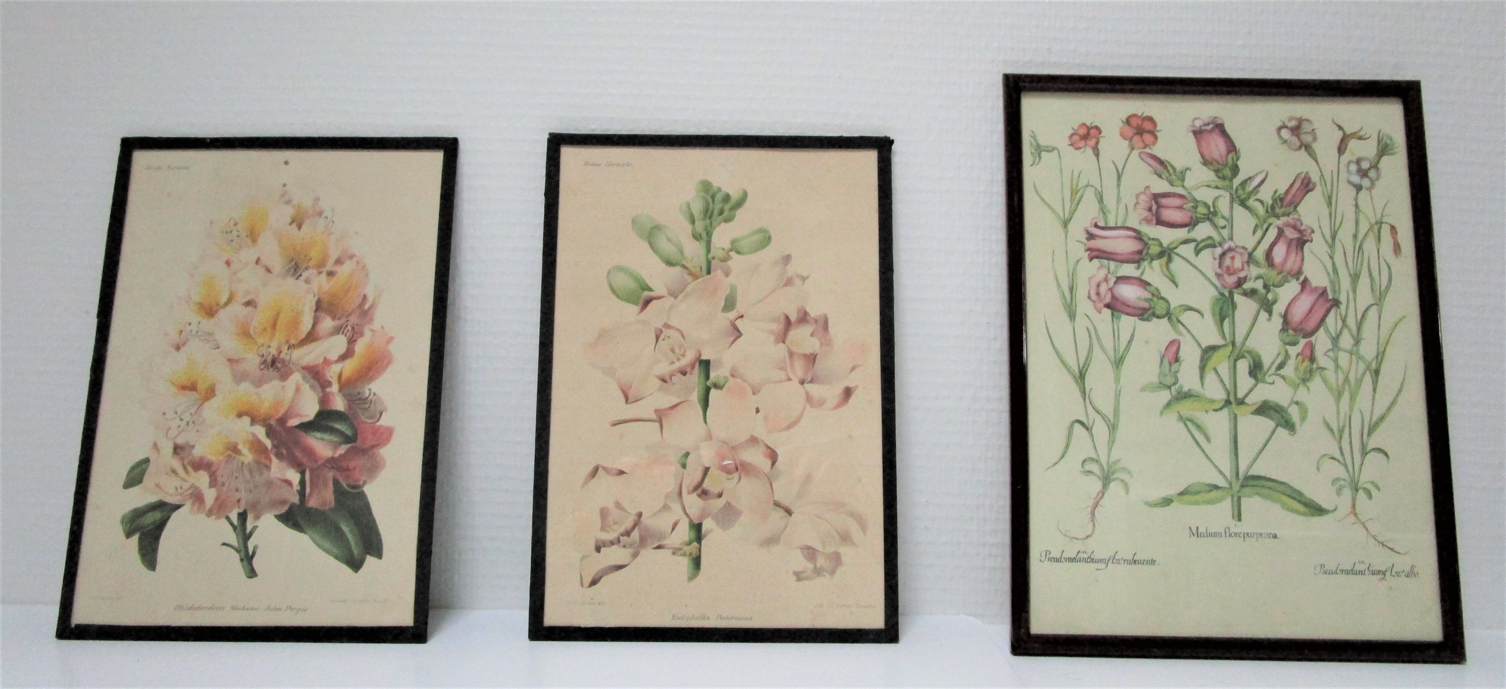 Trois planches botaniques encadrées orchidée rhododendron campanule médium vintage