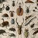 Lithograph engraving on insects from 1897 (horetica tuberculata)