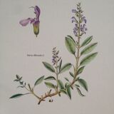 Planche botanique sauge officinale