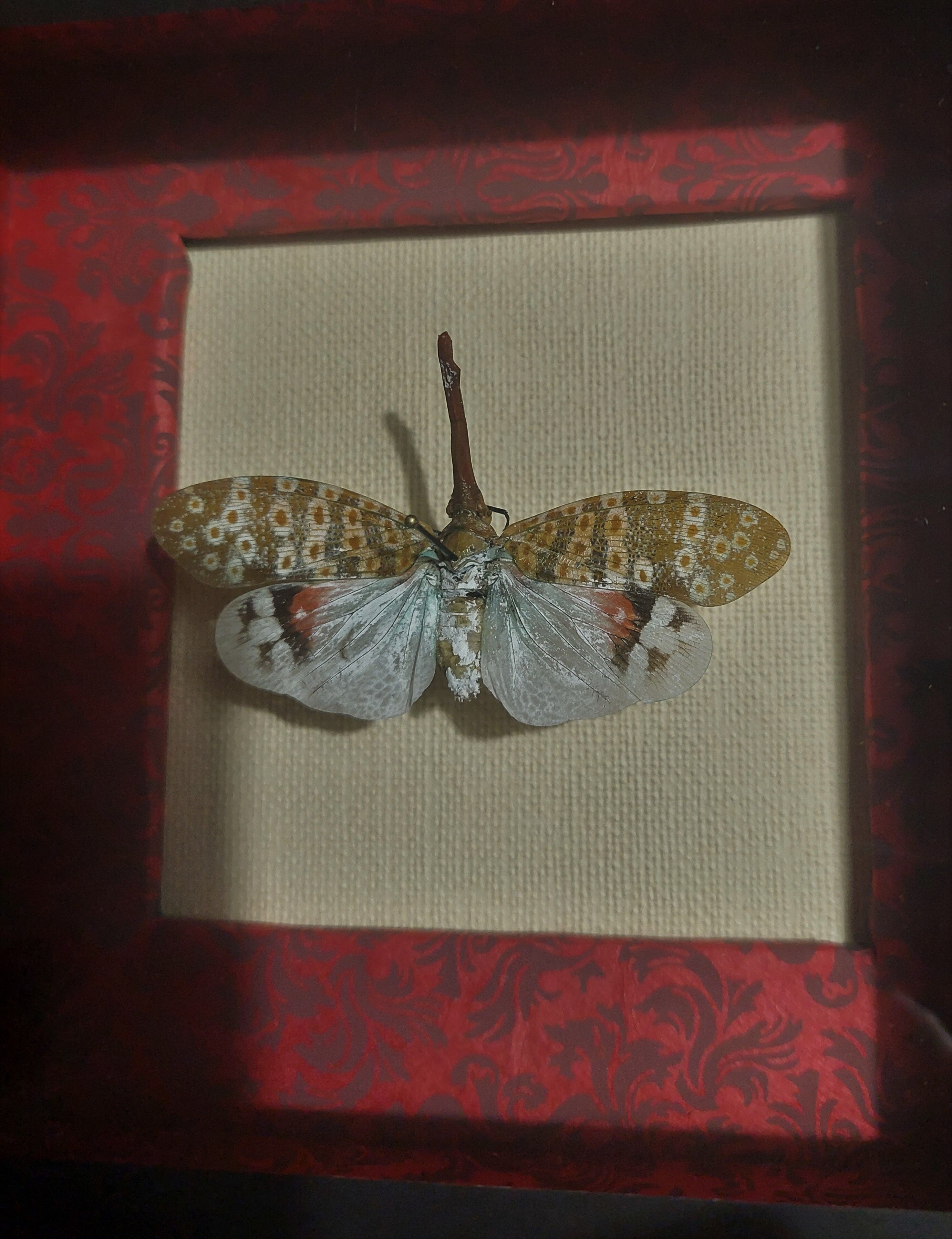 Entomology framework insect pyrops oculatus