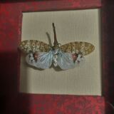 Entomology framework insect pyrops oculatus