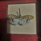 Entomology framework insect pyrops oculatus