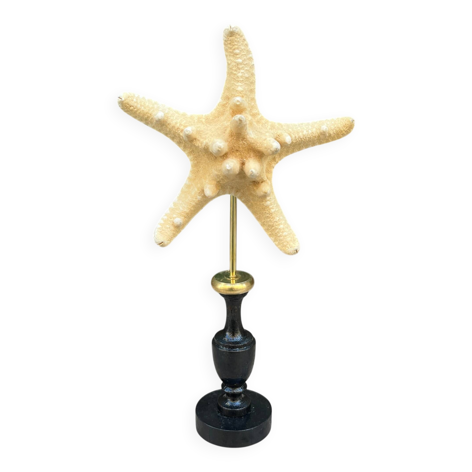 Starfish on a turned wooden base, late 19th century - cabinet of curiosities