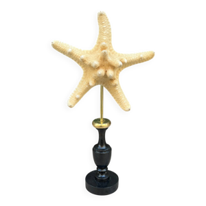 Étoile de mer sur socle