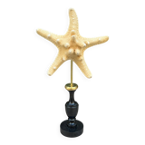 Starfish on a turned wooden base, late 19th century - cabinet of curiosities