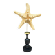 Starfish on a turned wooden base, late 19th century - cabinet of curiosities