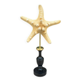 Starfish on a turned wooden base, late 19th century - cabinet of curiosities
