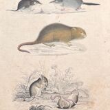 Poster (lithograph) rodents