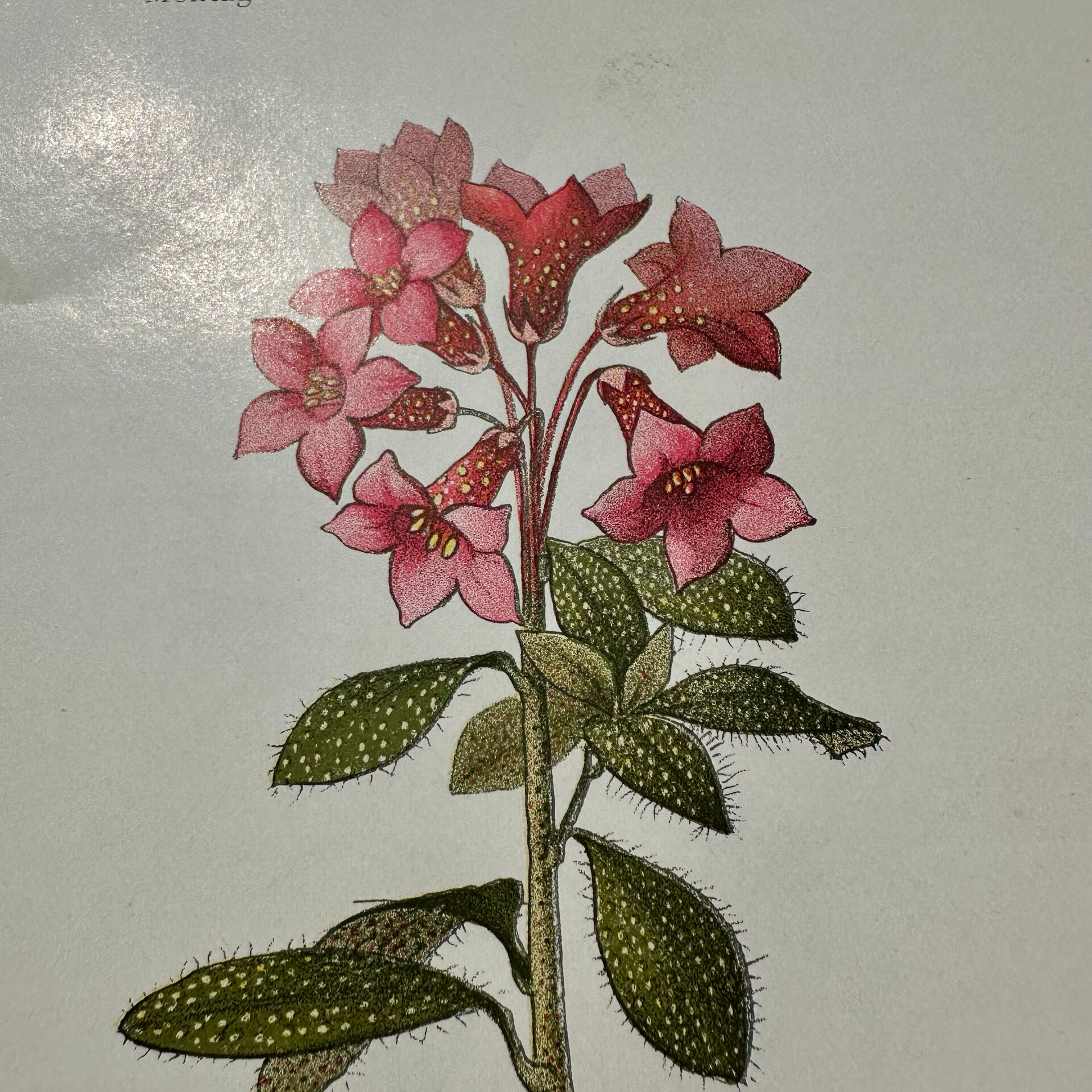 Botanical engraving 1800 France ancient naturalist work double-sided