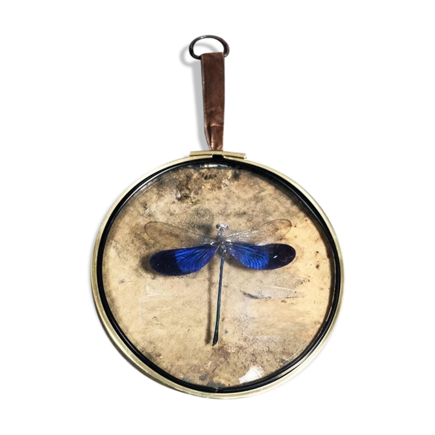 Curiosity cabinet medallion