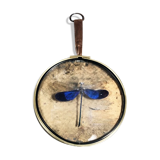 Curiosity cabinet medallion