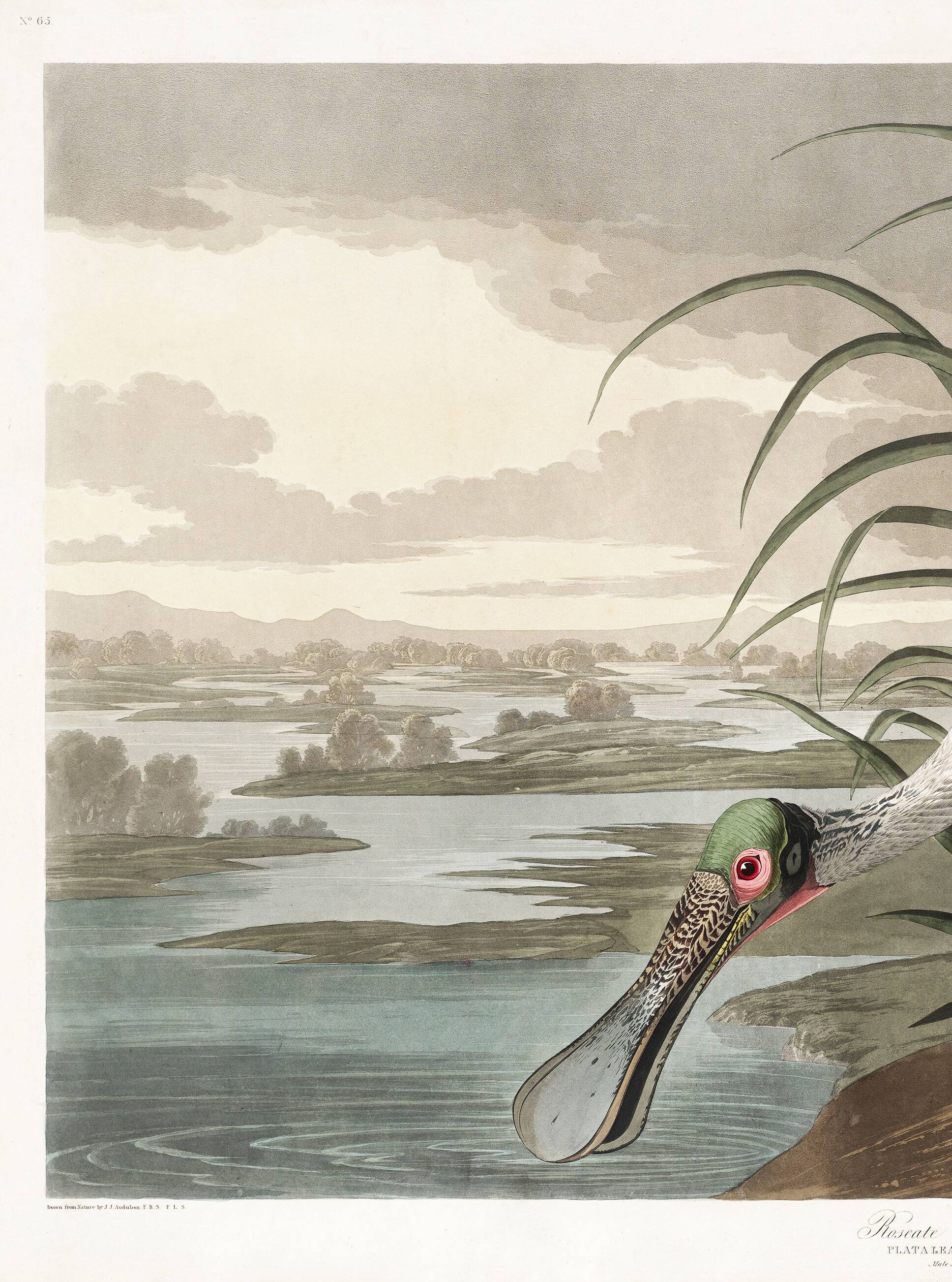 Poster about the Pink Spatula, based on an old engraving from 1827.