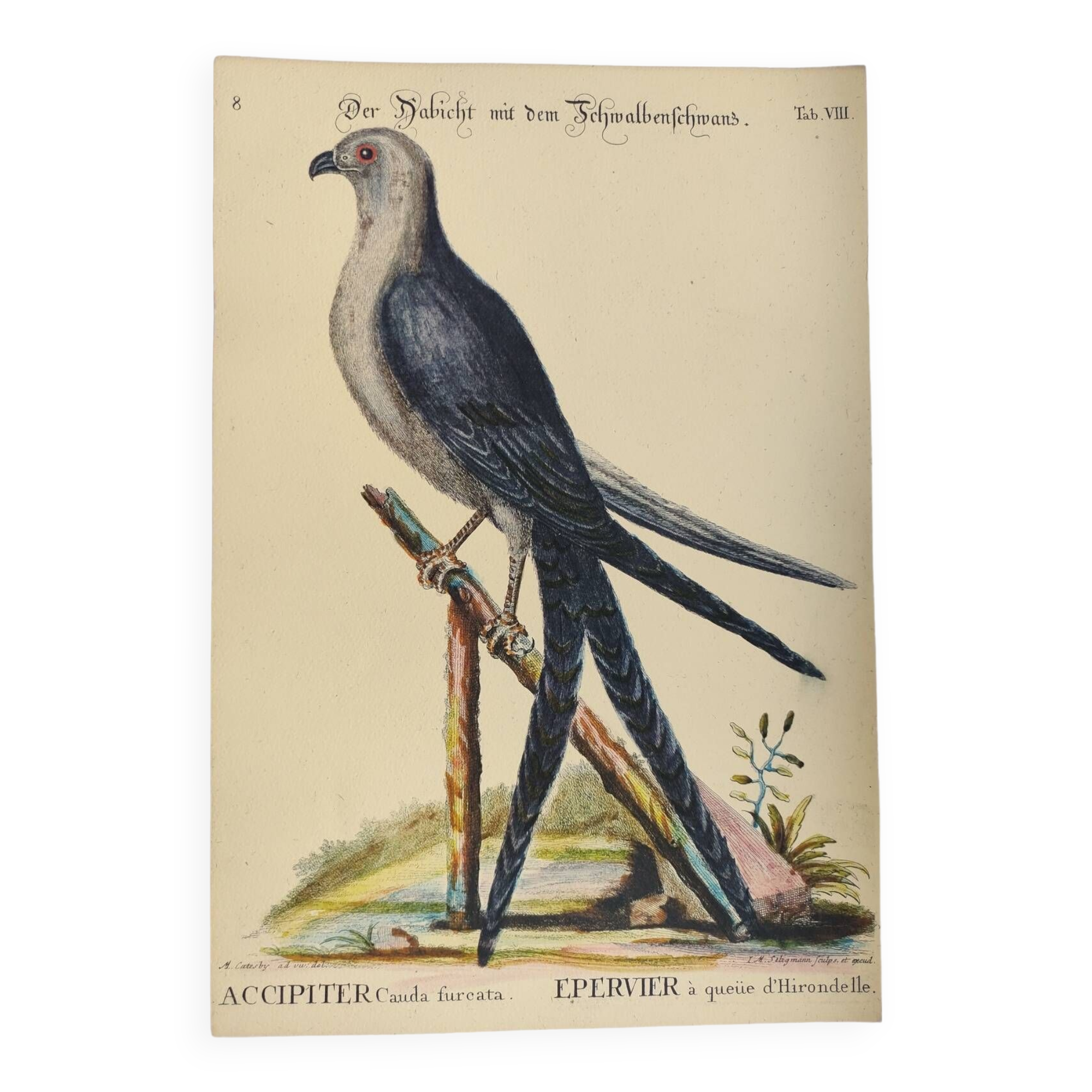 Old bird engraving - Swallow-tailed hawk - Zoological plate by Seligmann & Catesby