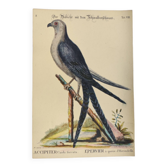 Old bird engraving - Swallow-tailed hawk - Zoological plate by Seligmann & Catesby
